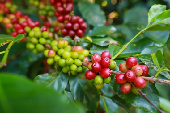 Cánh cửa rộng mở cho xuất khẩu cà phê năm 2024