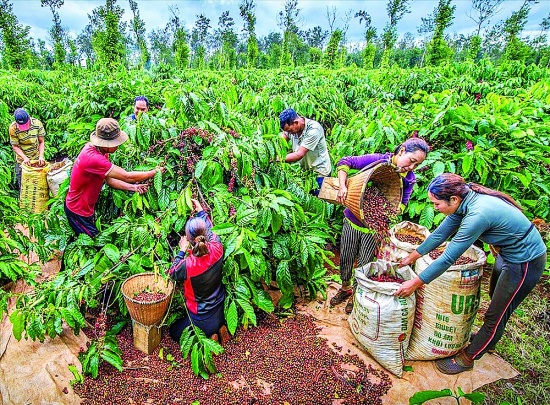 Xuất khẩu cà phê Việt trước những nỗi lo